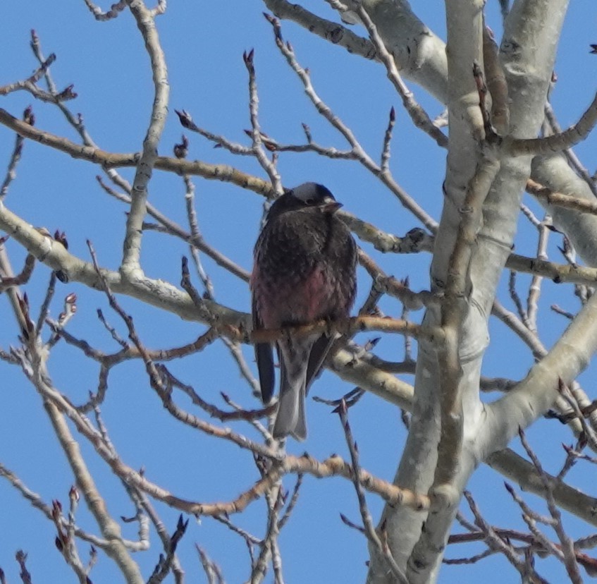 Black Rosy-Finch - ML536261961