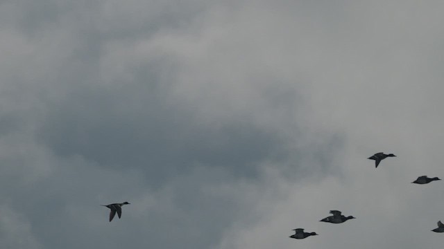 Northern Pintail - ML536262071