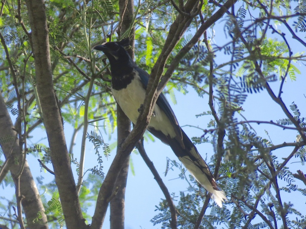 Black-throated Magpie-Jay - ML536262091