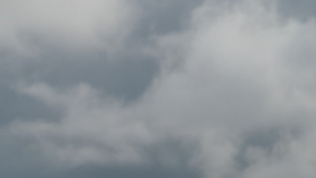 Шовтгор алаг нугас - ML536262111