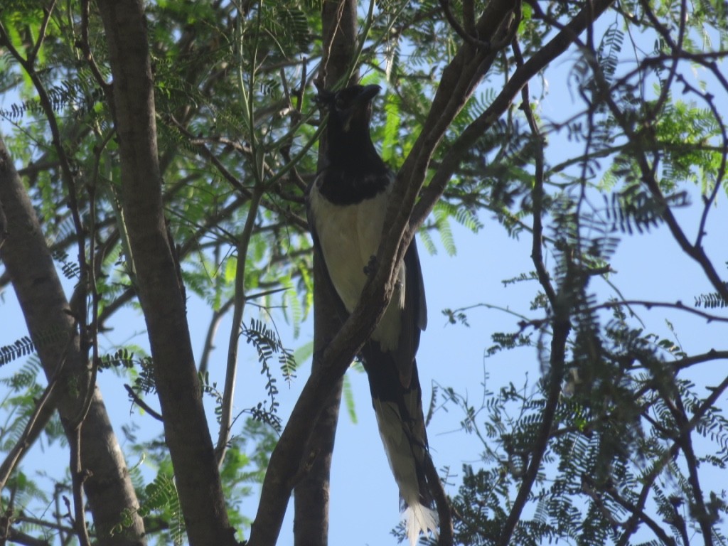 Black-throated Magpie-Jay - ML536262171