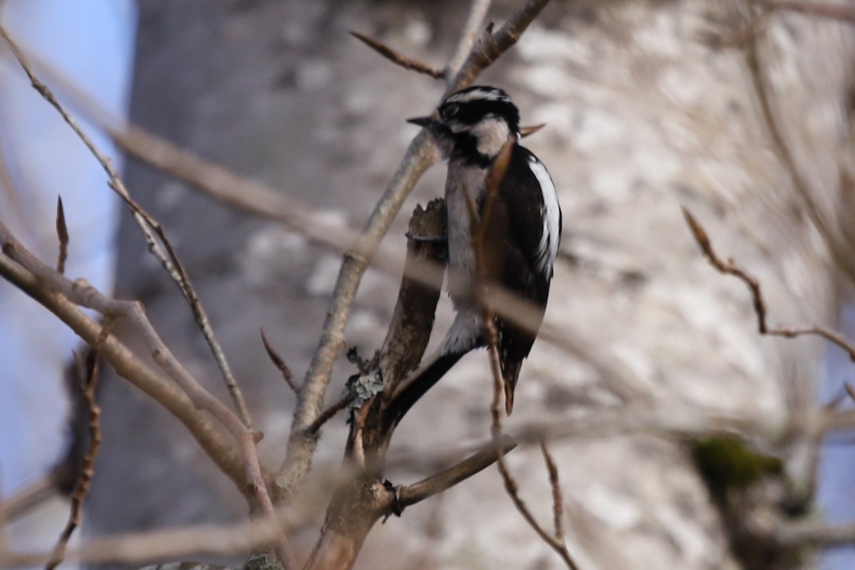 Hairy Woodpecker - ML536262441