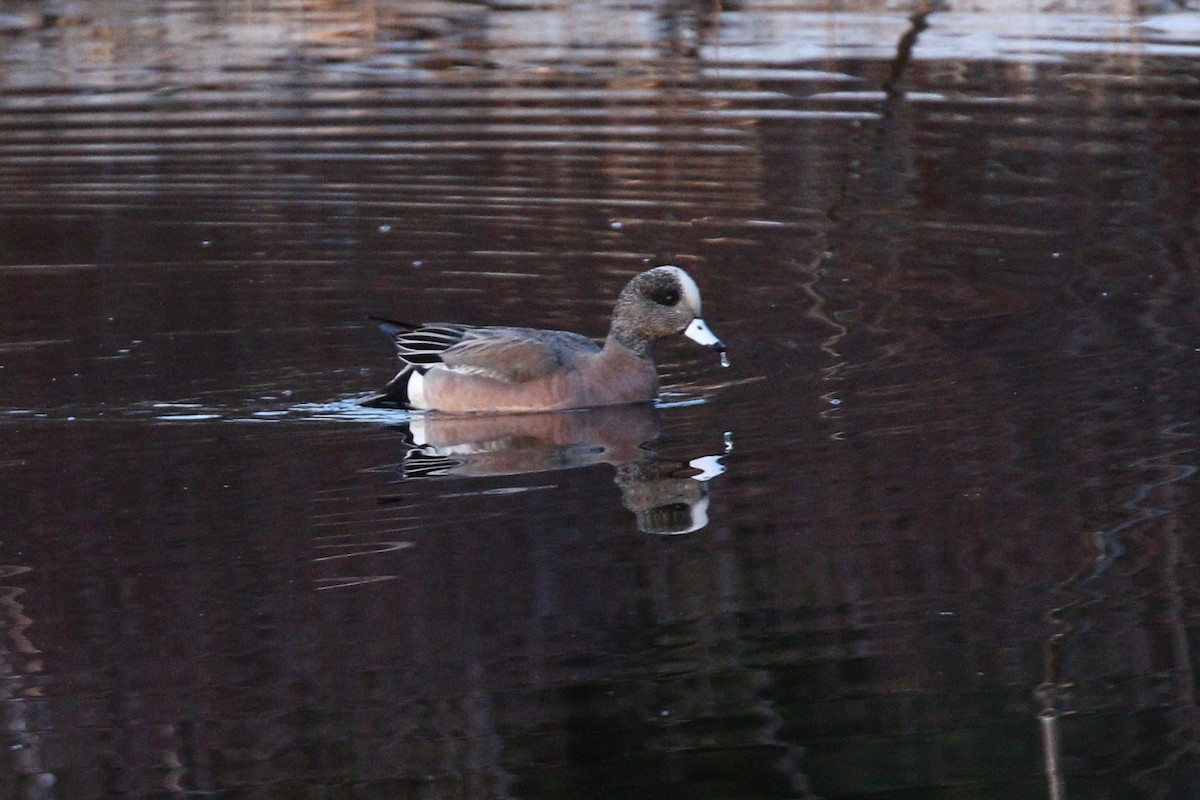 American Wigeon - ML53626251