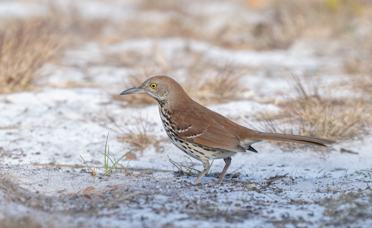 Brown Thrasher - ML536262671