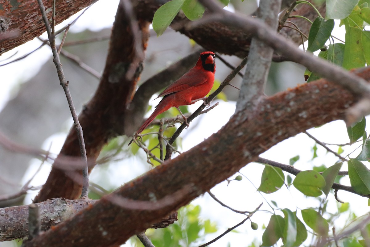 Northern Cardinal - ML536264341