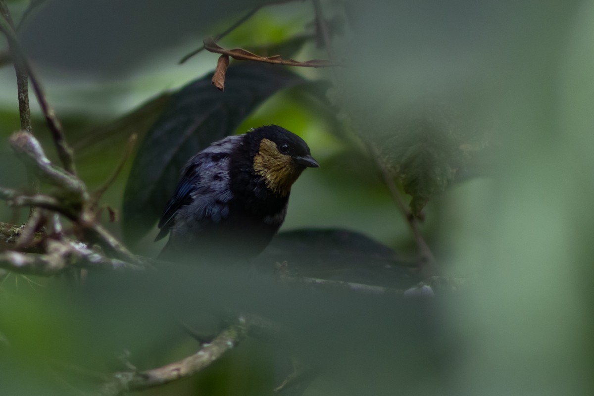 Silvery Tanager - ML536264861