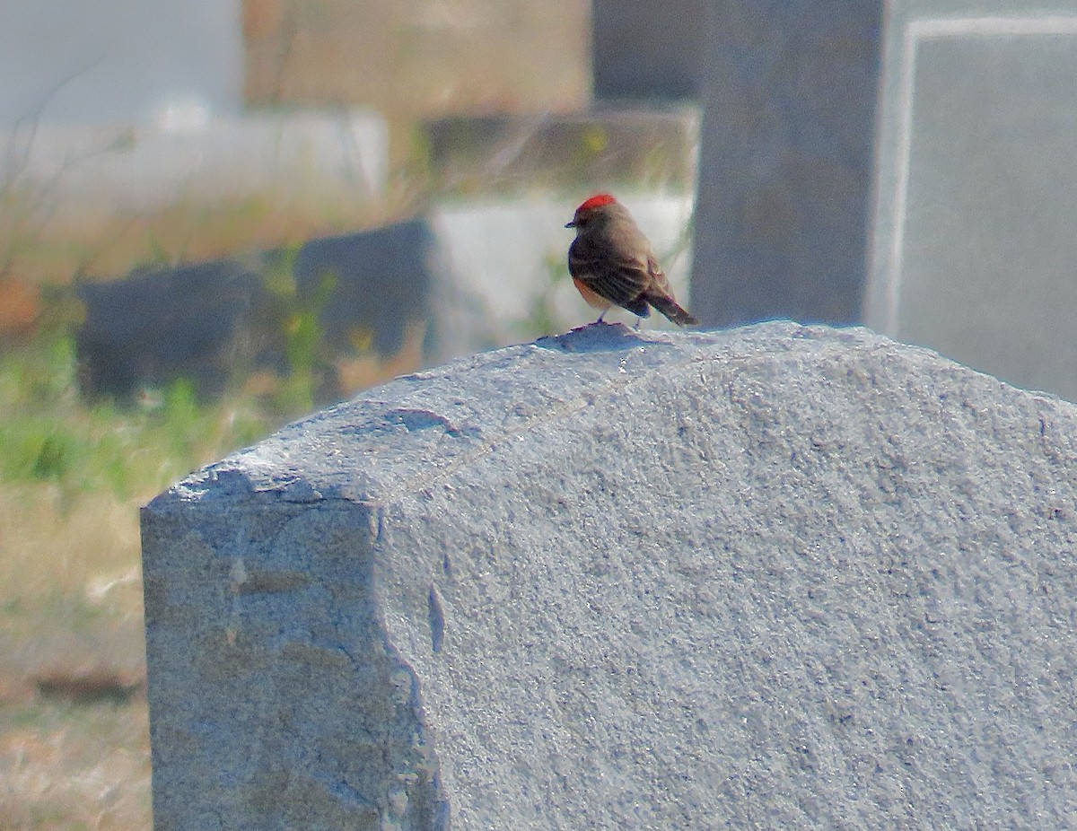 Vermilion Flycatcher - ML536266131