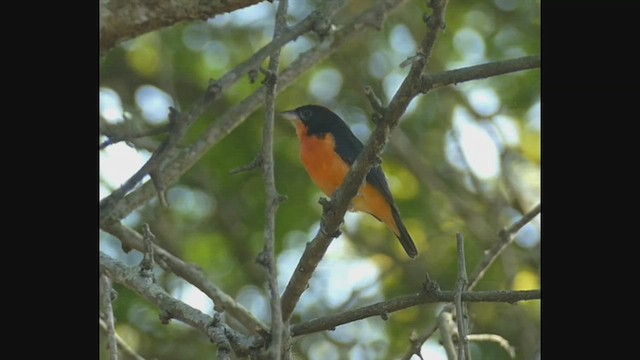 Crimson-breasted Finch - ML536266651