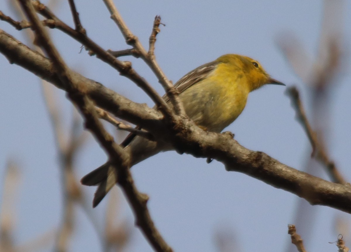 Pine Warbler - ML536266971