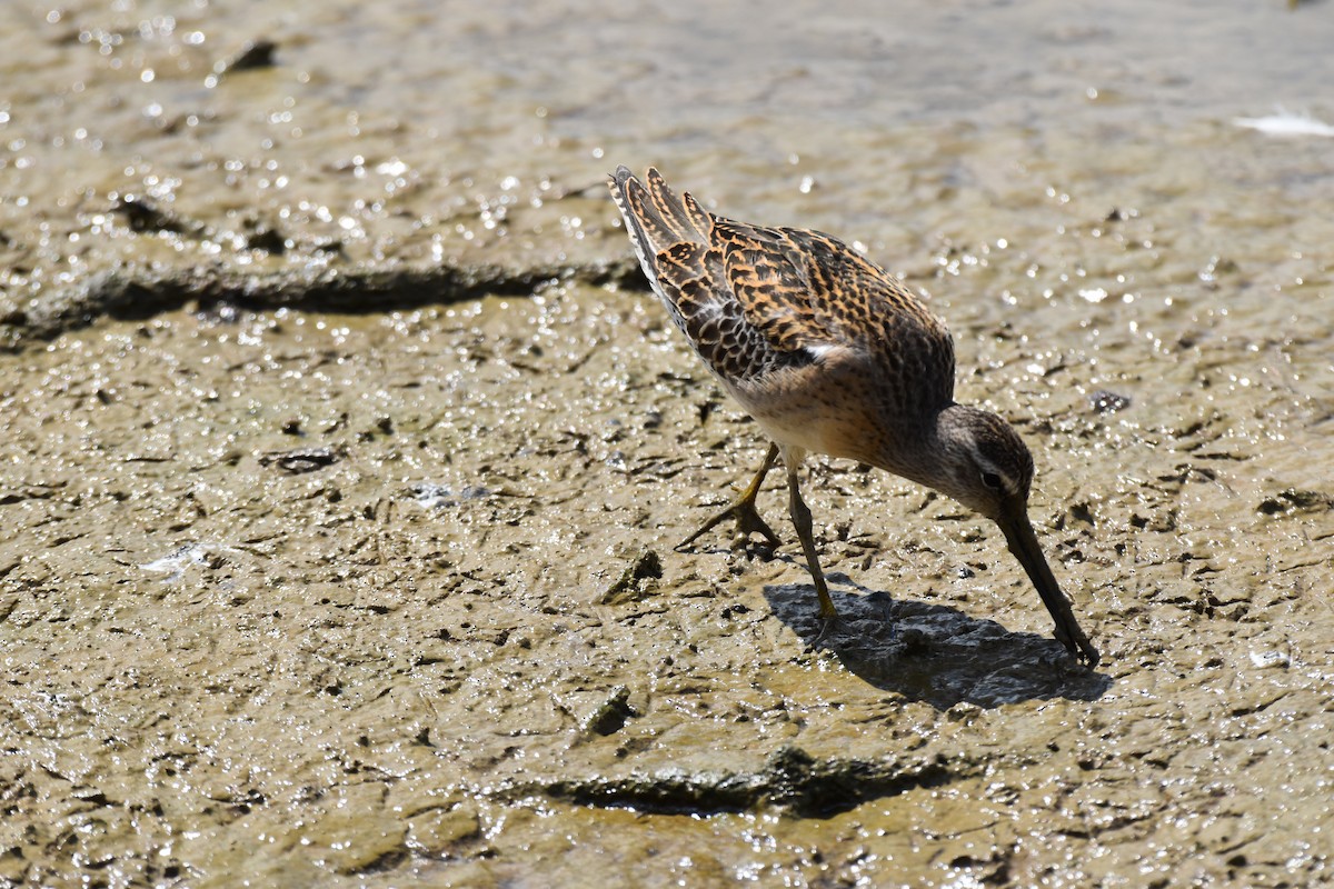 Short-billed Dowitcher - Peter Anderson