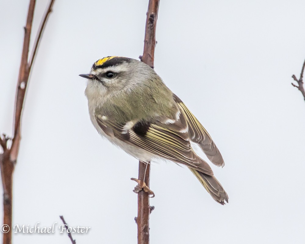 Golden-crowned Kinglet - ML53626801