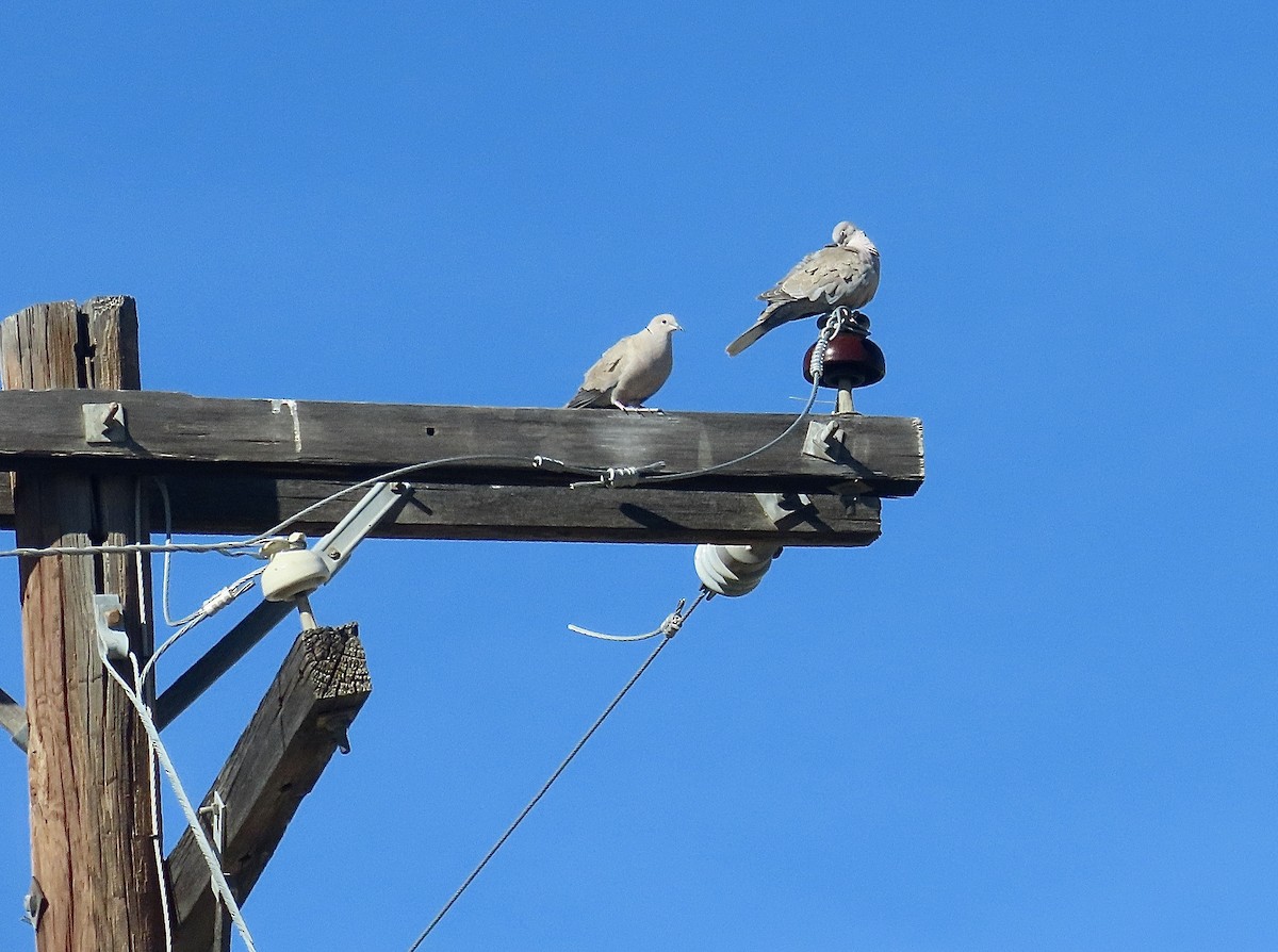 Eurasian Collared-Dove - David Parratt