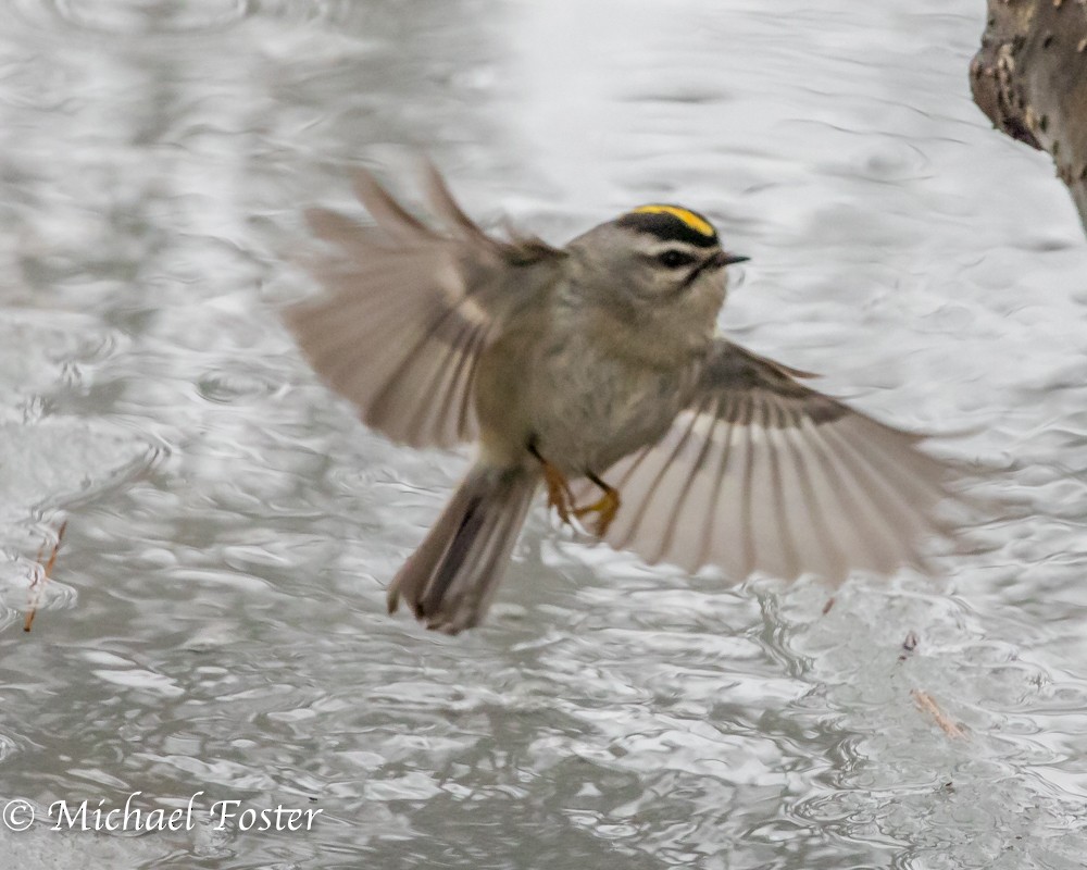 Golden-crowned Kinglet - Michael Foster