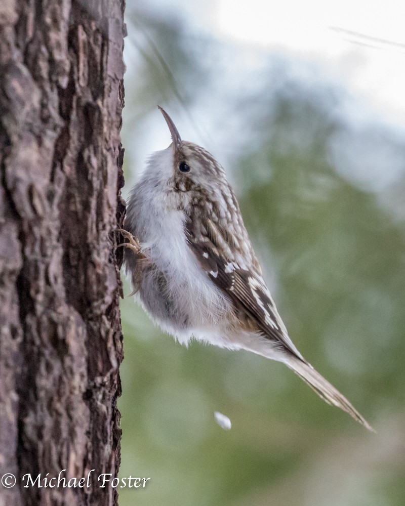 Brown Creeper - ML53626831