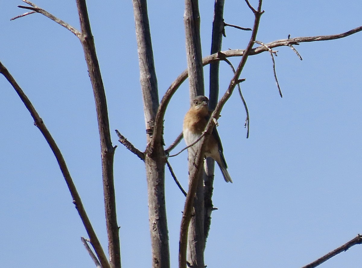 Eastern Bluebird - ML536268781