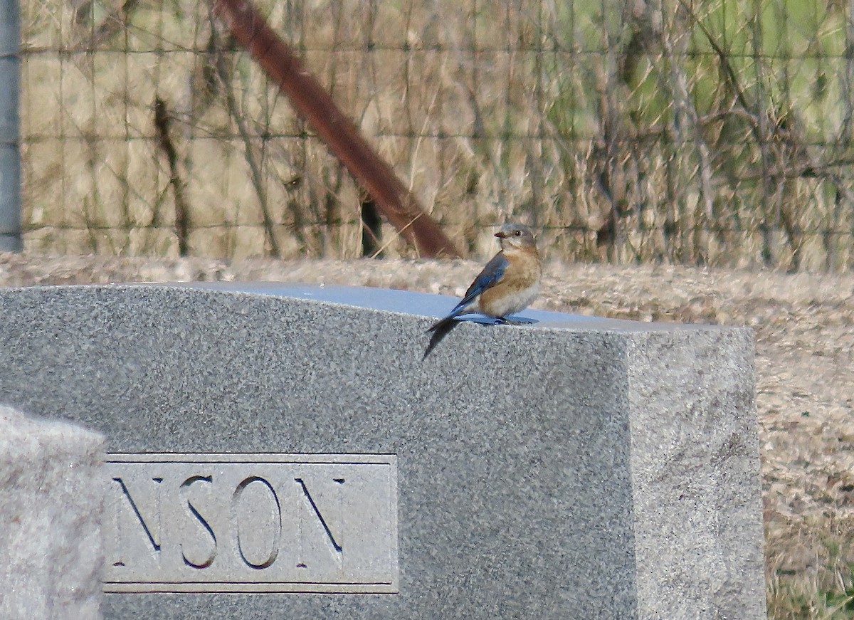 Eastern Bluebird - ML536268791