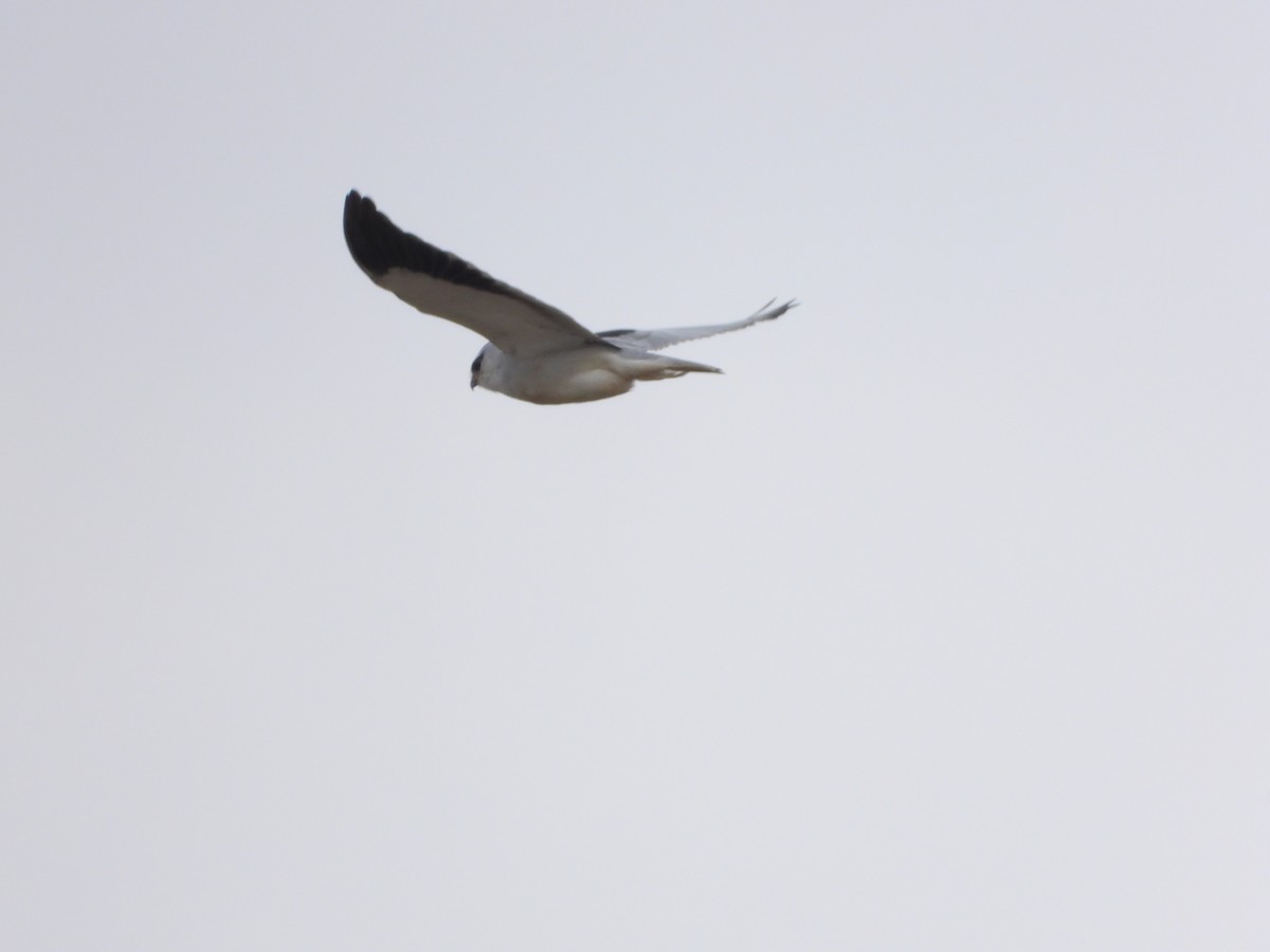 Black-winged Kite - ML536269131