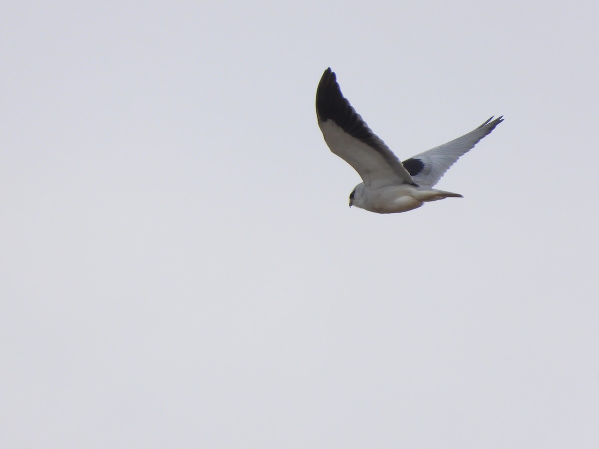 Black-winged Kite - ML536269141