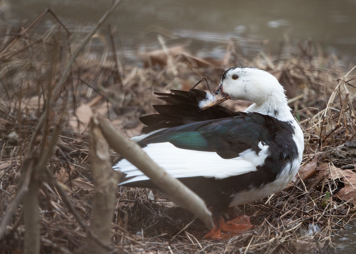 Fehlfarben-Stockente/Hausente - ML536269471