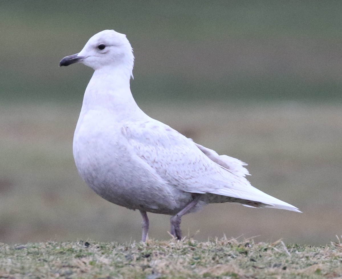 Iceland Gull (kumlieni/glaucoides) - ML53627031