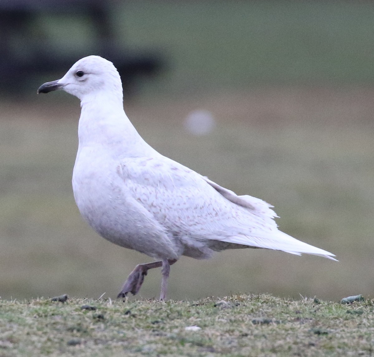 Iceland Gull (kumlieni/glaucoides) - ML53627041