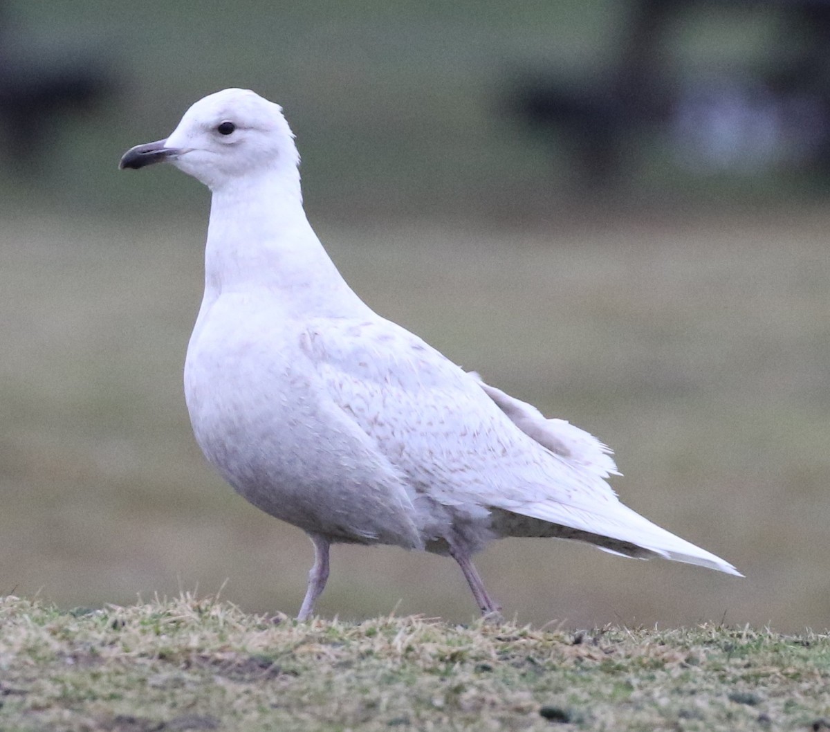 Iceland Gull (kumlieni/glaucoides) - Michael Kieron