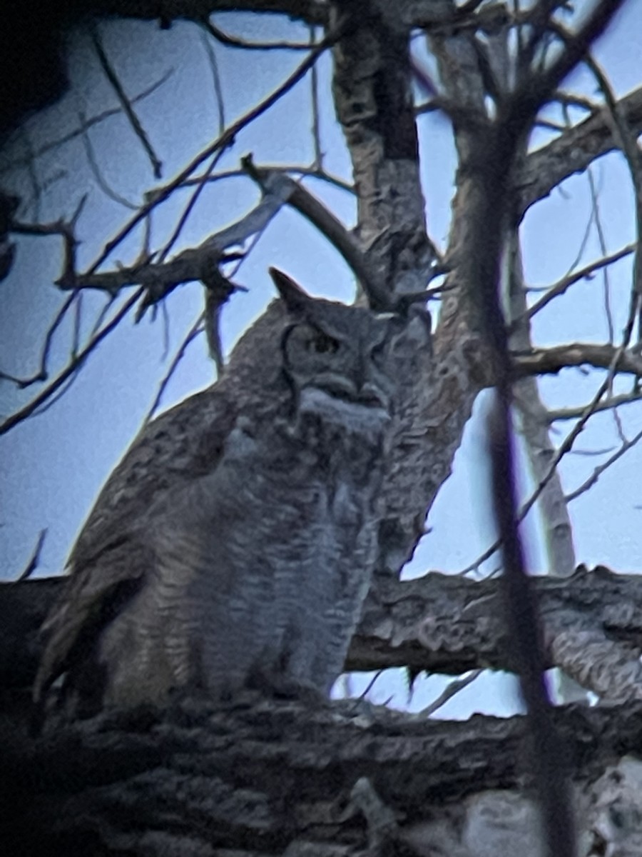 Great Horned Owl - ML536270611