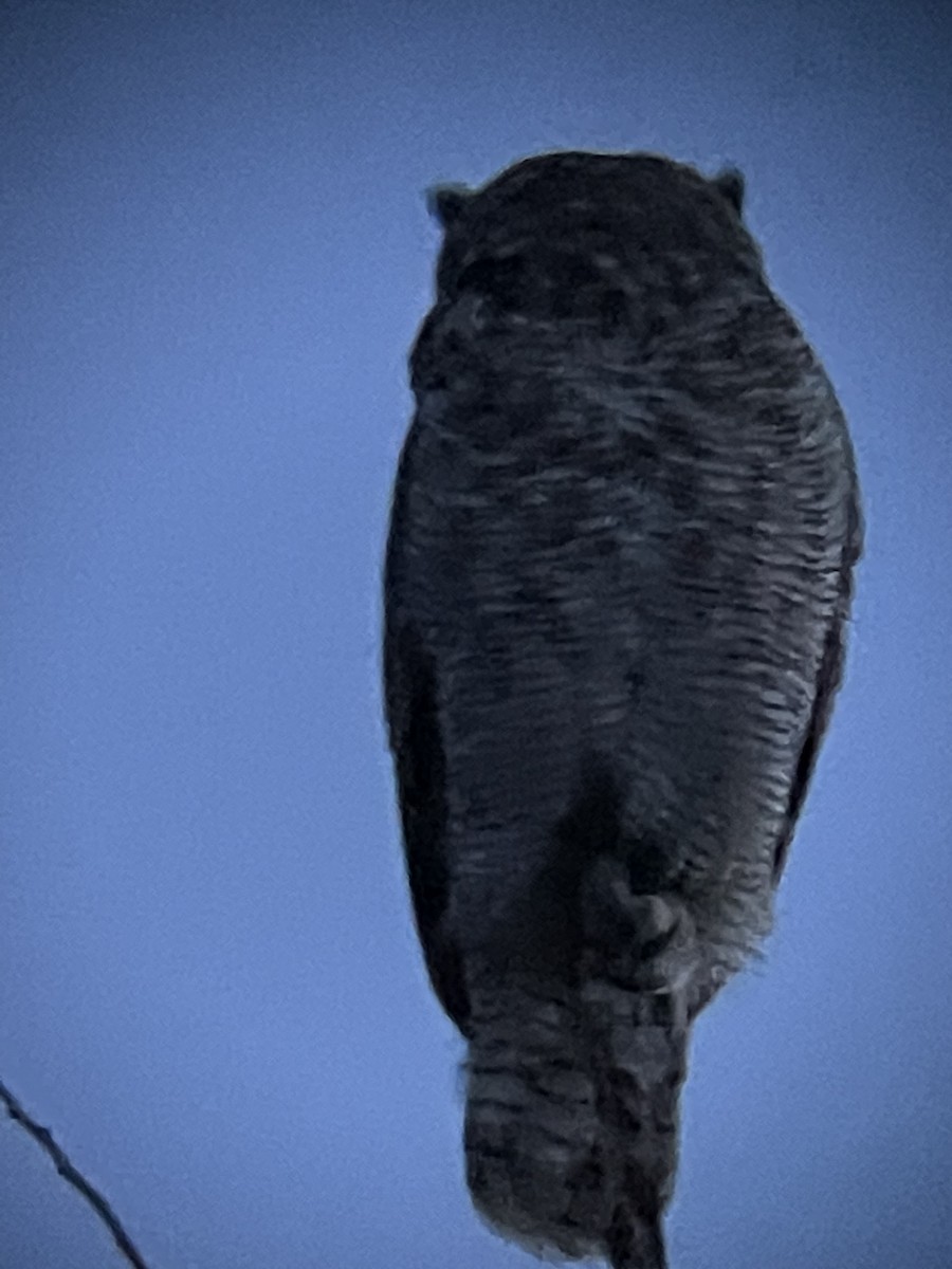 Great Horned Owl - ML536270621