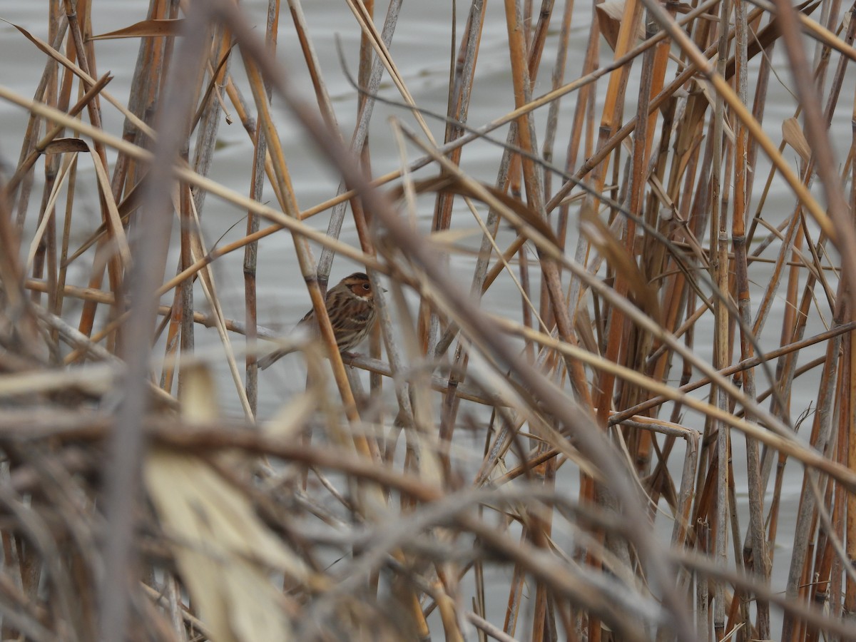 Little Bunting - ML536270711