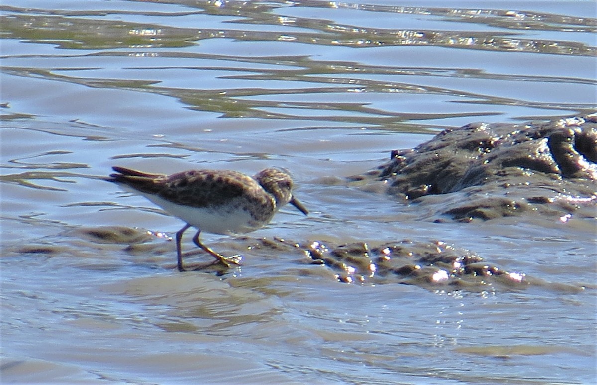 Least Sandpiper - ML53627181