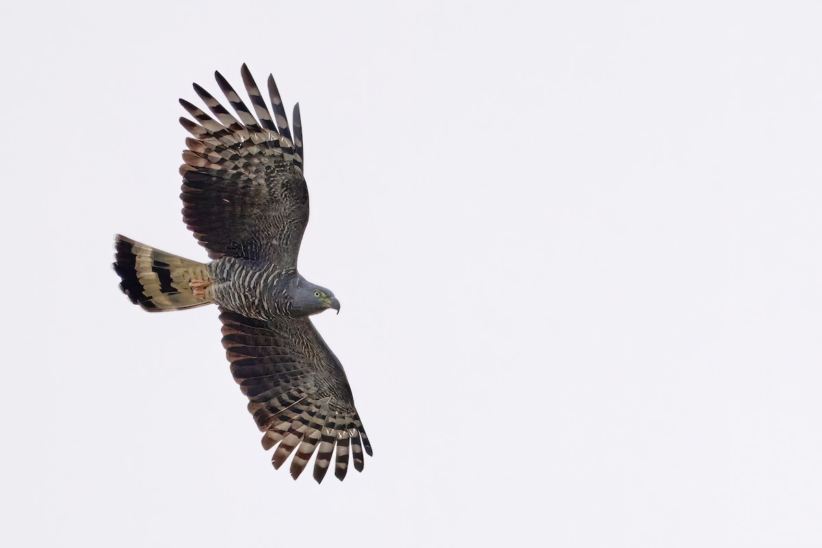 Hook-billed Kite - ML536272071