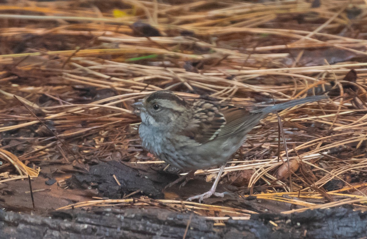 White-throated Sparrow - Willie Hall