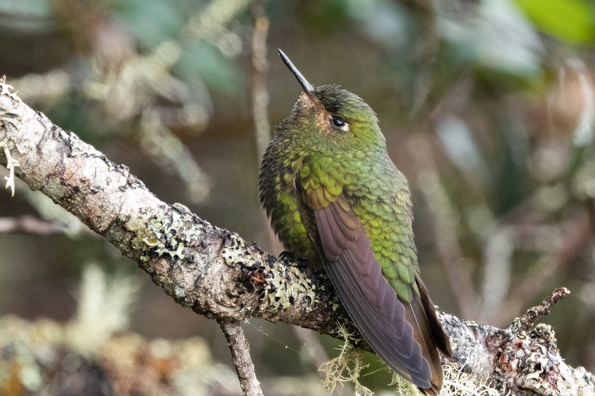 kolibřík dřišťálový - ML536274661