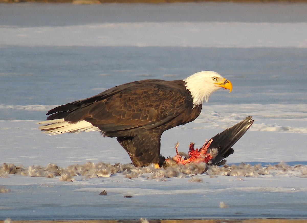 Bald Eagle - Ted Floyd