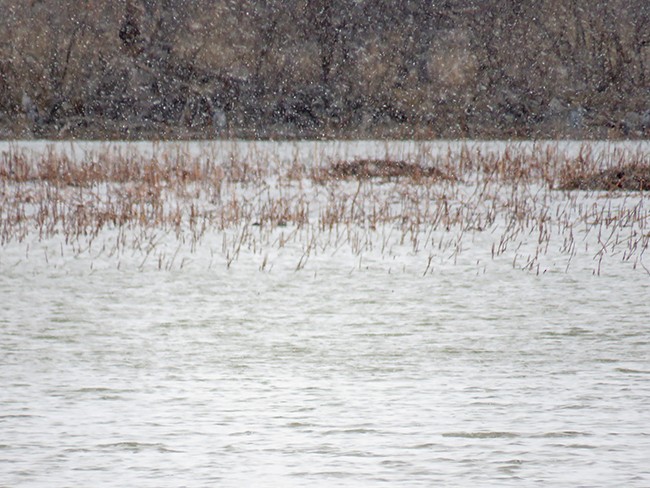 Great Blue Heron - ML536279821