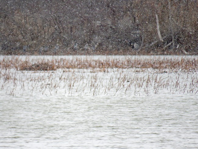 Great Blue Heron - ML536279851