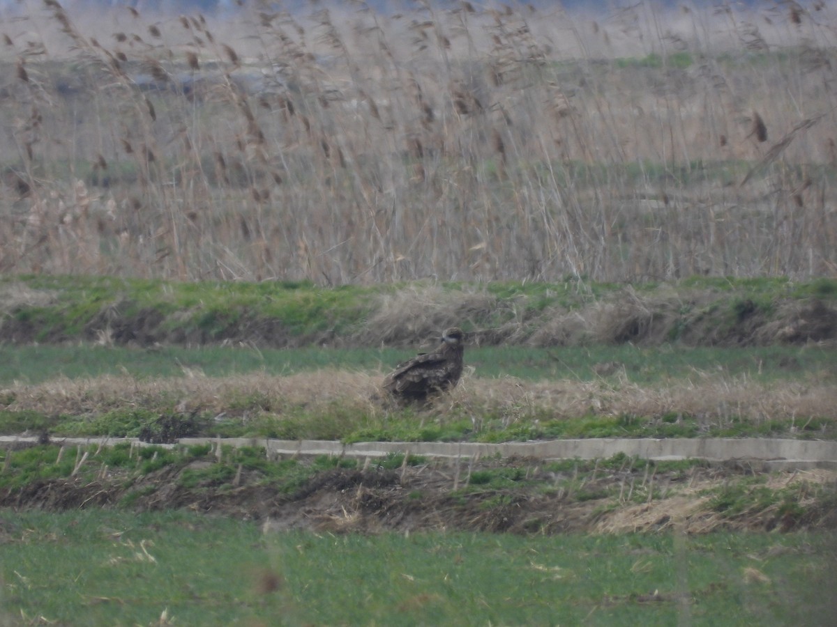 Black Kite - ML536279931