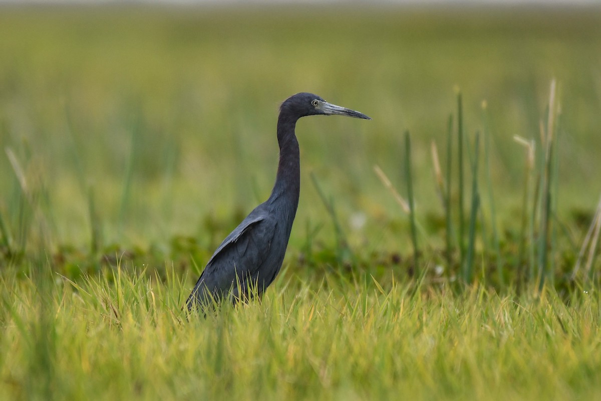 Little Blue Heron - ML536280081