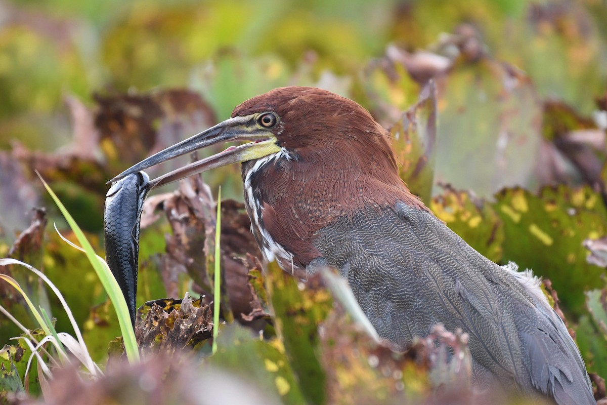 Rufescent Tiger-Heron - Carlos V. Sucre