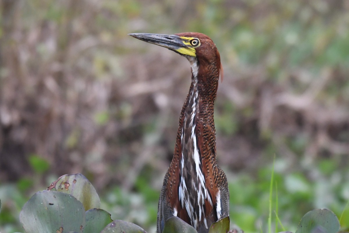 Rufescent Tiger-Heron - ML536280431