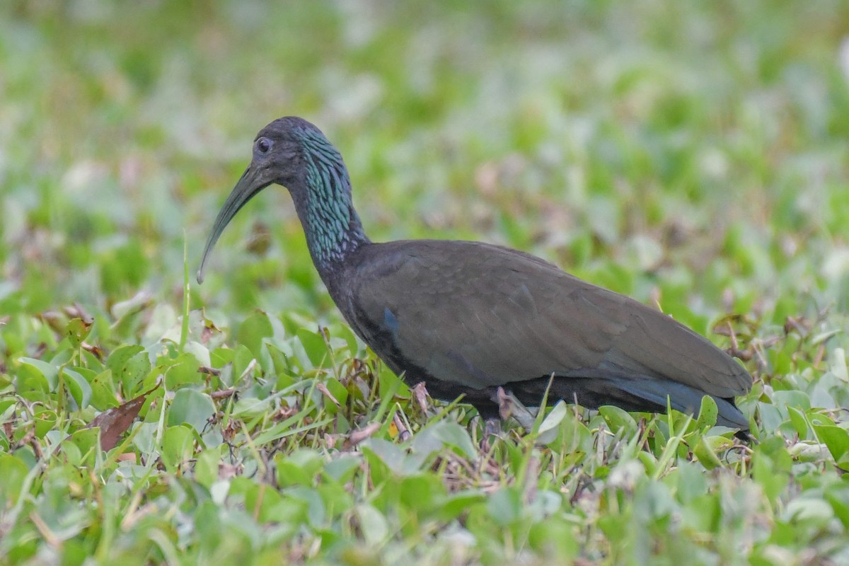 ibis zelený - ML536280641