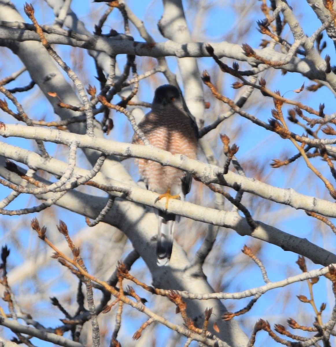 Cooper's Hawk - ML536280871