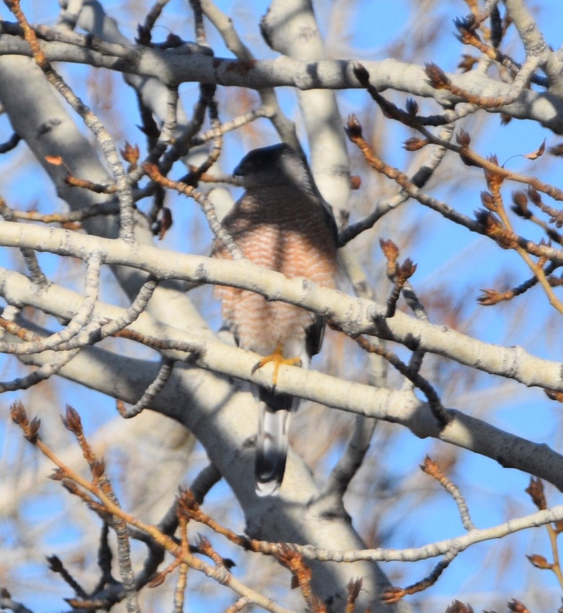 Cooper's Hawk - ML536280951