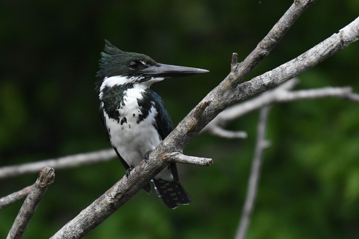 Amazon Kingfisher - ML536280971