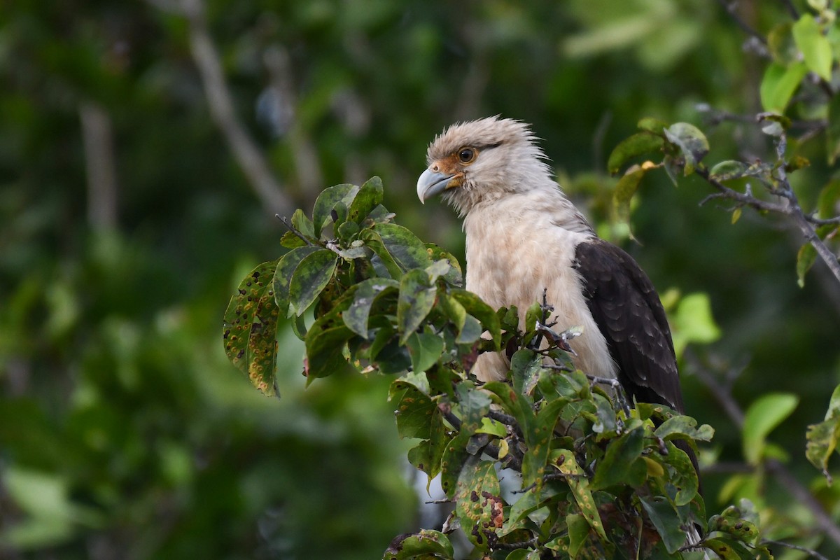 Yellow-headed Caracara - Carlos V. Sucre