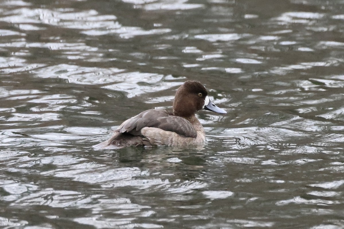 Lesser Scaup - Anonymous