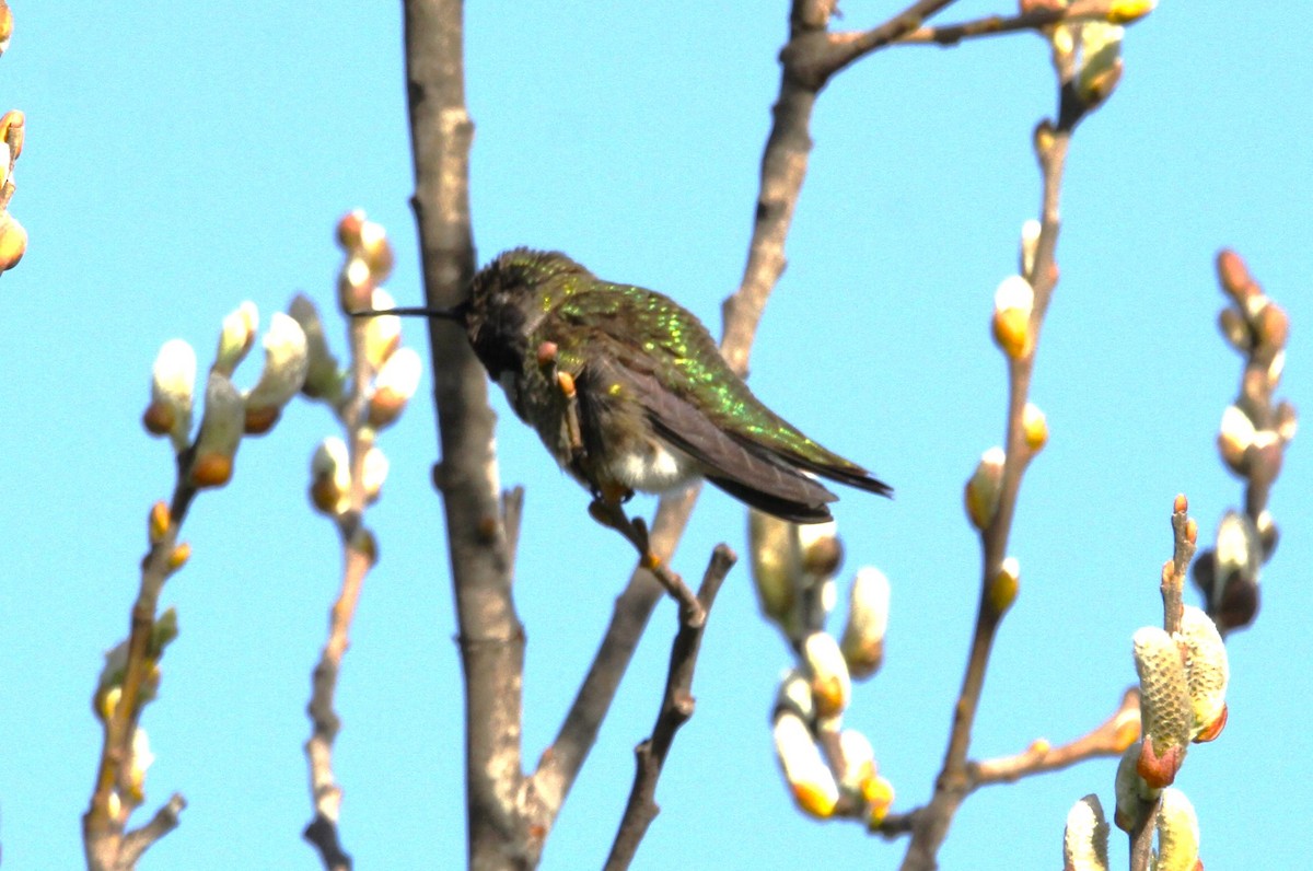 Anna's Hummingbird - ML536282161