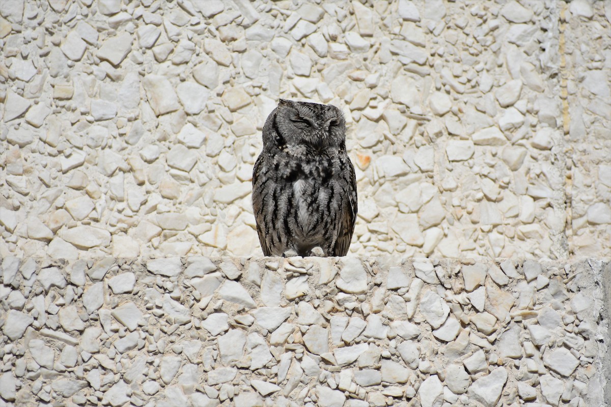 Western Screech-Owl - Janae Radke