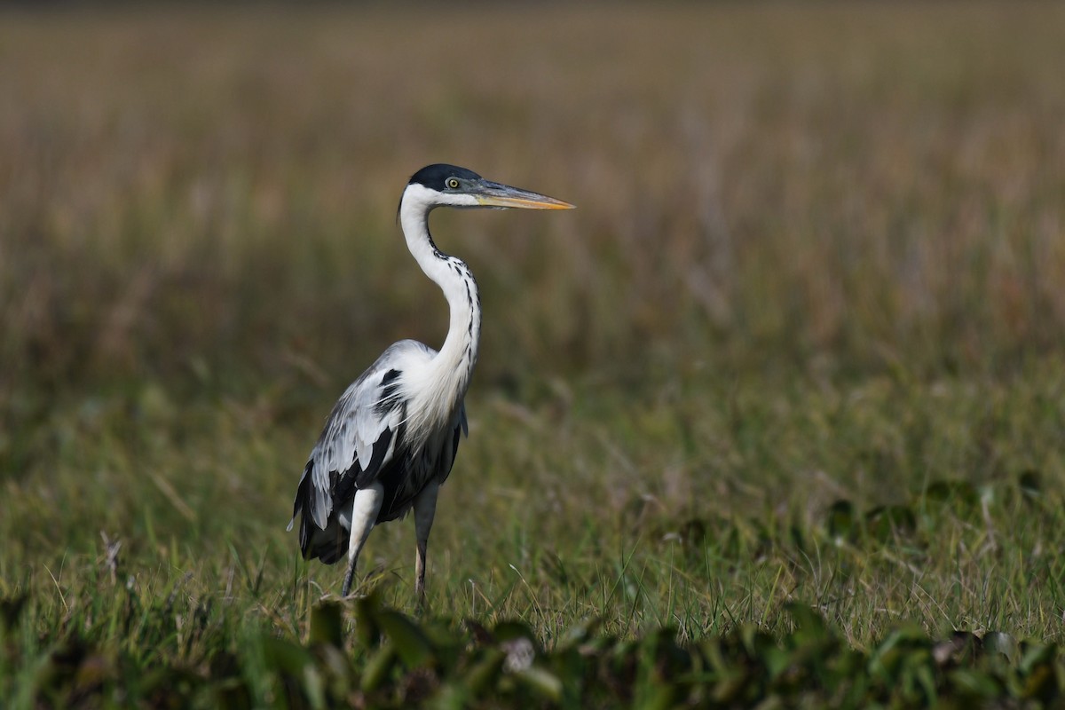 Cocoi Heron - Carlos V. Sucre