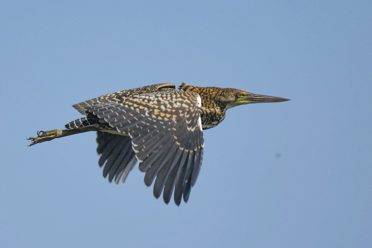 Rufescent Tiger-Heron - ML536285261